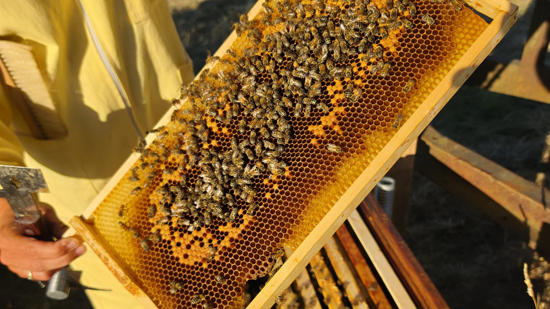 Imkerin im gelben Schutzanzug hält eine dicht mit Bienen besetzte Honigwabe über der geöffneten Bienenbeute